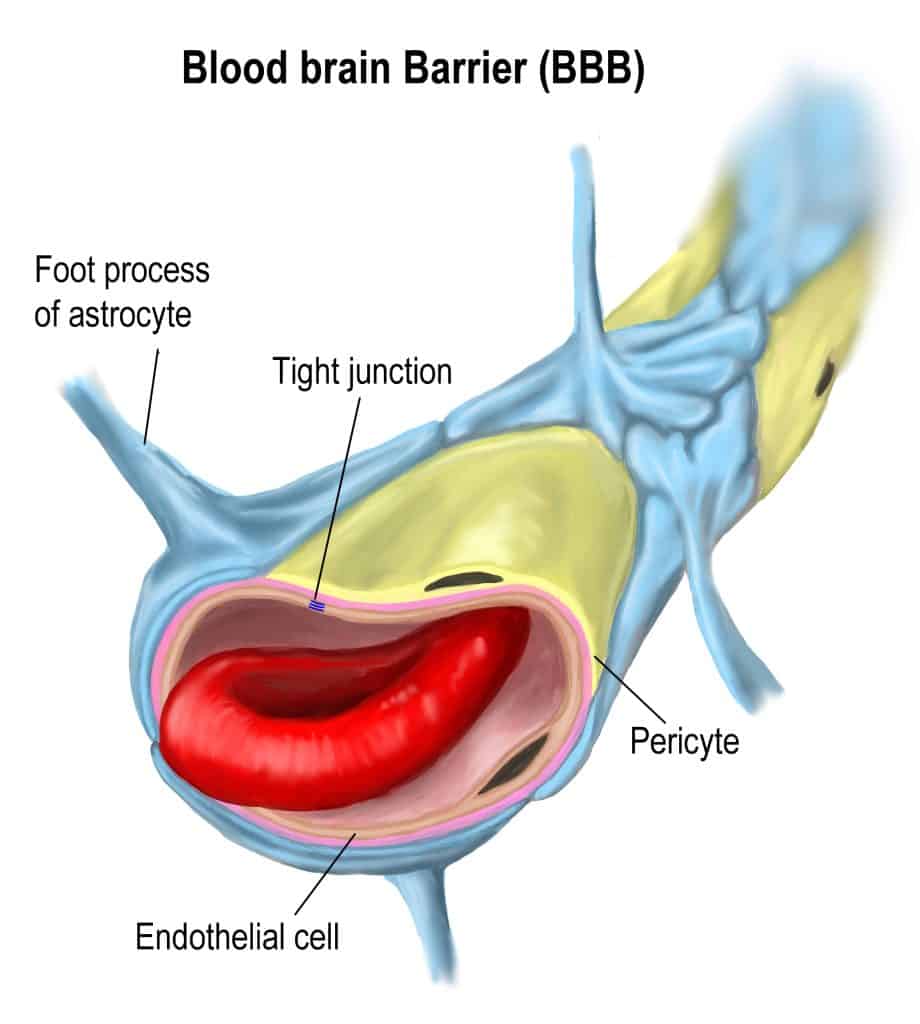 the-function-of-blood-brain-barrier-and-neurological-diseases-how-they